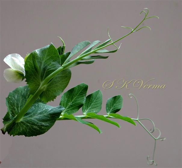  Branch